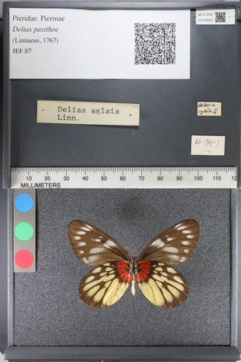 Media type: image;   Entomology 128245
